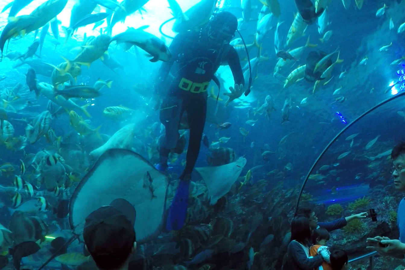 Underwater Tunnel Reef Fish Feeding Show
