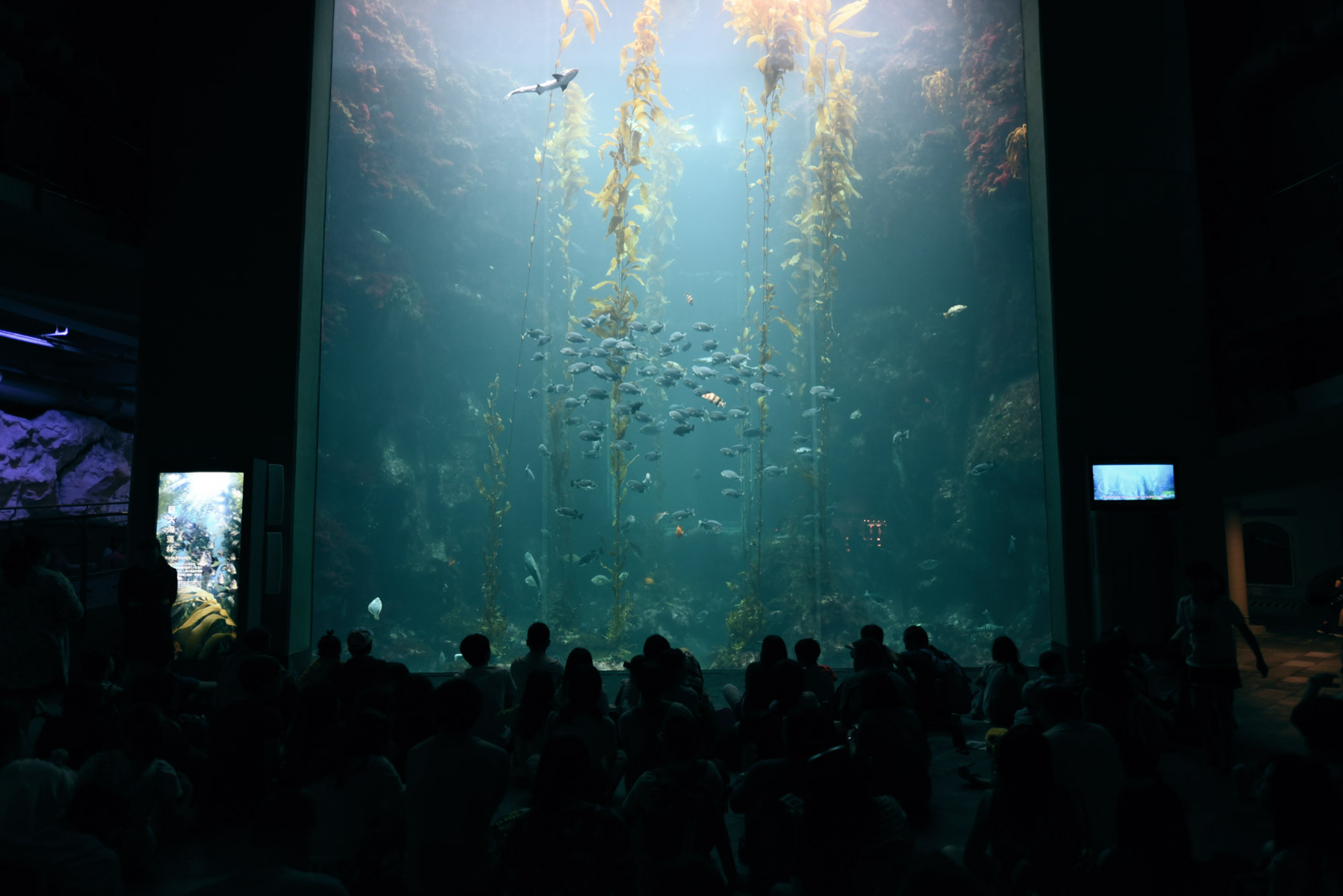 Kelp Forest Fish Feeding Show-Waters of the world 