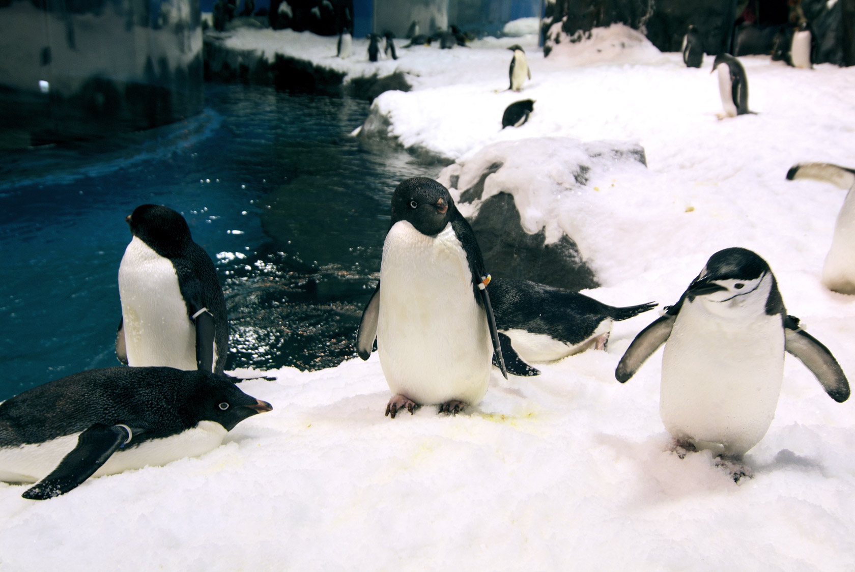 企鵝餵食解說-世界水域館