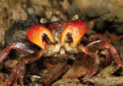 紅螯螳臂蟹照片