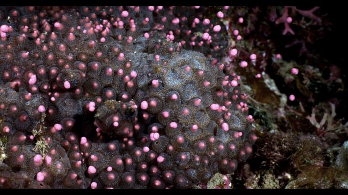 圖4角菊珊瑚陸續產出精卵束