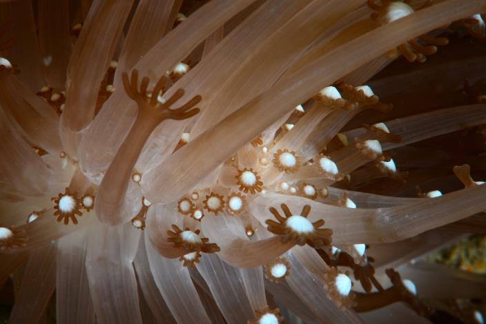 管孔珊瑚具有管狀及長的常常的珊瑚蟲，珊瑚蟲觸手中心的小白點點，就如繡球花一般