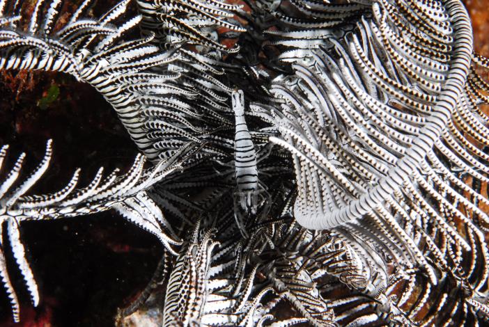 黑白相間的海百合，其羽狀腕足的層層包圍下，最常見安波岩蝦躲藏其中，安波岩蝦體色會隨著宿主的顏色而變化，並與環境融為一體，真是天衣無縫