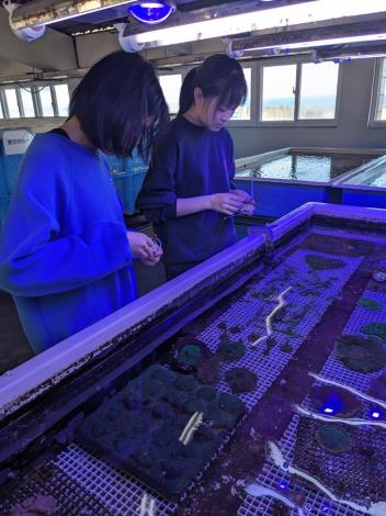 圖4蔡同學（左）與邱同學（右）在海洋大學珊瑚農場進行實驗