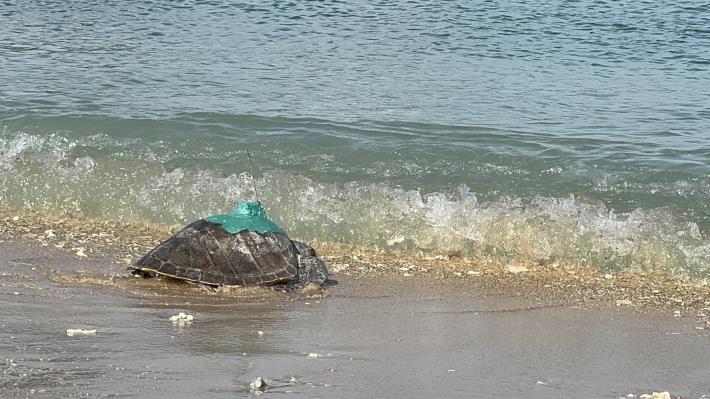 圖5康復海龜爬向大海