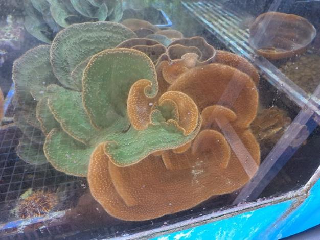 圖1.水族中心養殖槽內待移出的盤珊瑚
