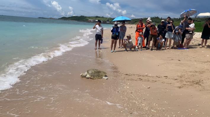 圖3 康復海龜爬向大海
