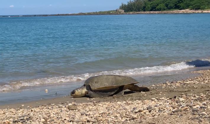 圖3康復欖蠵龜爬向大海