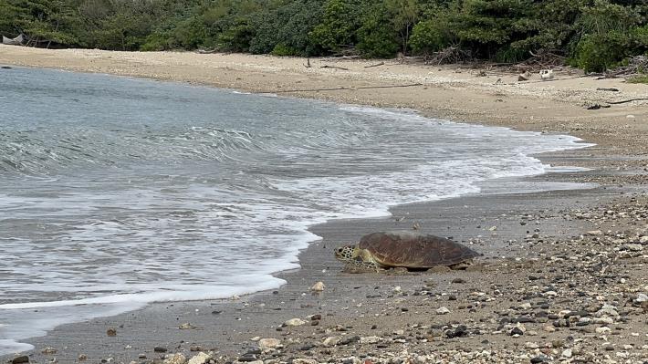 圖1 康復海龜爬向大海