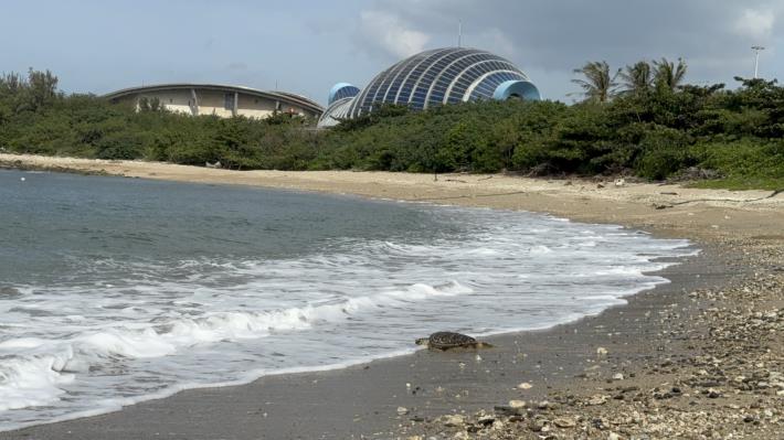 圖2 康復海龜爬向大海