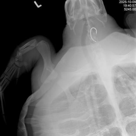 圖1_海龜食道魚鉤