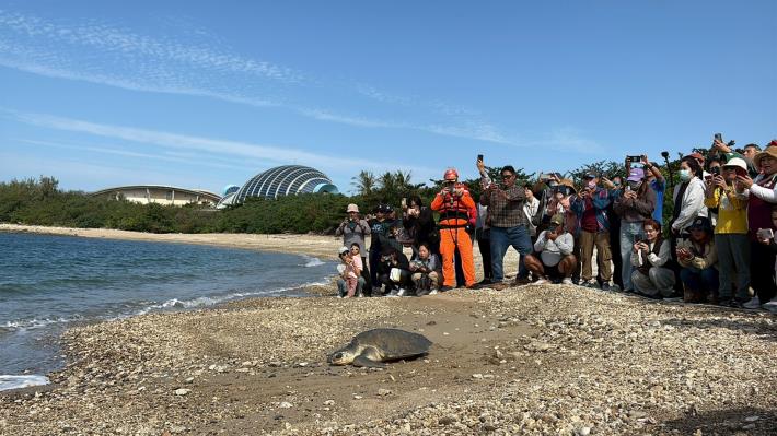 圖3_康復海龜爬向大海