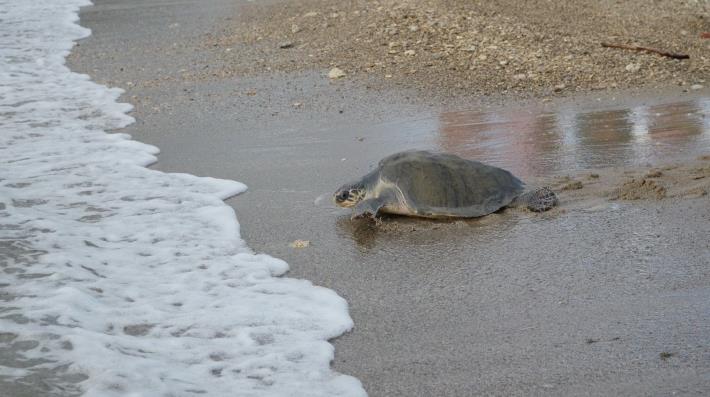 圖4 康復海龜爬向大海
