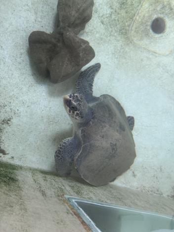圖2 收容欖蠵龜照片