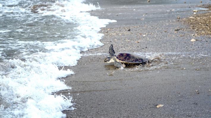 圖3 康復海龜爬向大海