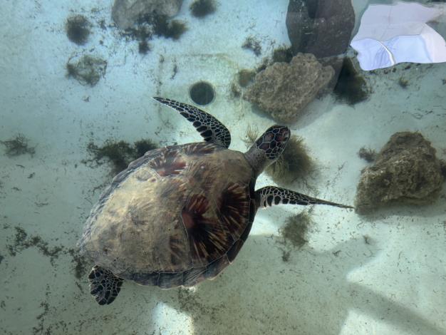 圖1 收容綠蠵龜照片