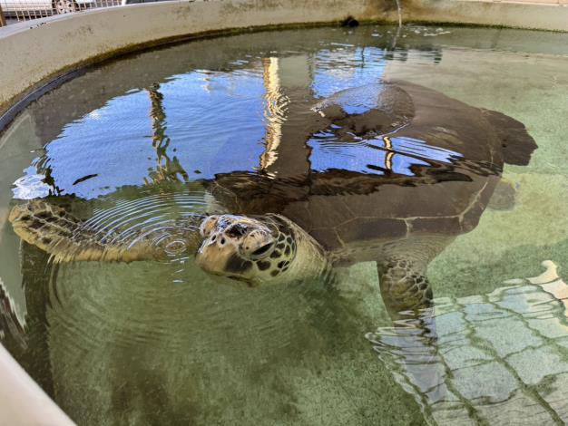 圖1 收容綠蠵龜照片