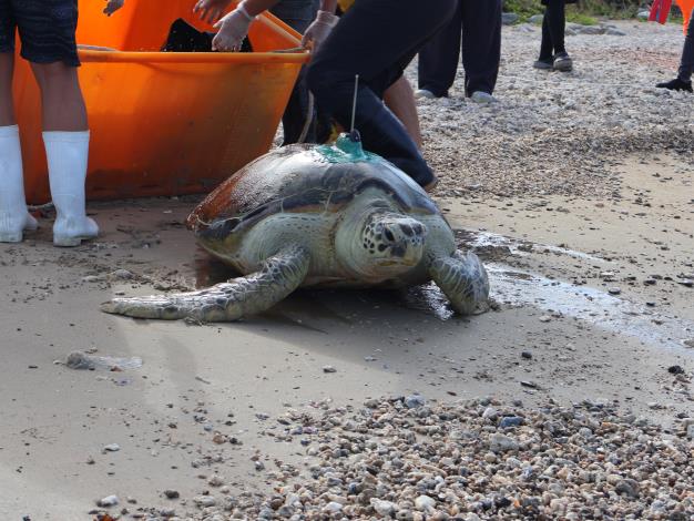 圖3 康復海龜爬向大海.JPG