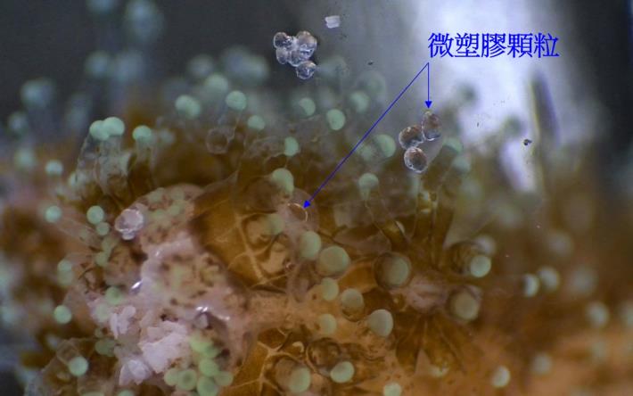 圖1_珊瑚蟲直接經由口部吞食微塑膠顆粒