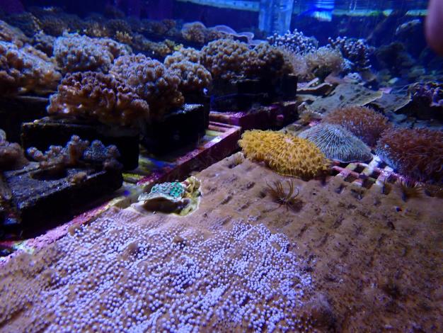 圖3養殖於流水式系統的藍珊瑚 (白色珊瑚放苗群體集中於照片下方偏左側).JPG