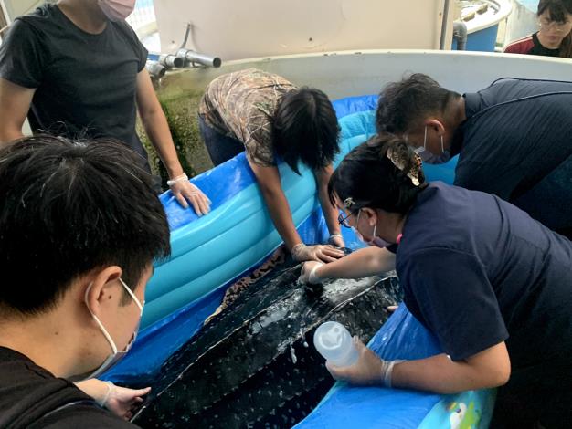 圖1收容革龜在館內進行檢查