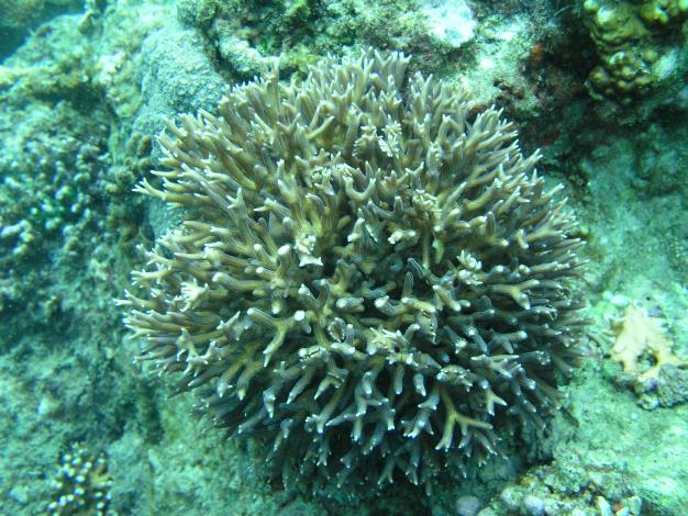 圖2、尖枝列孔珊瑚的成體.JPG
