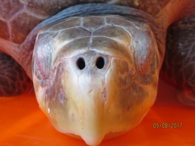 欖蠵龜頭部正面