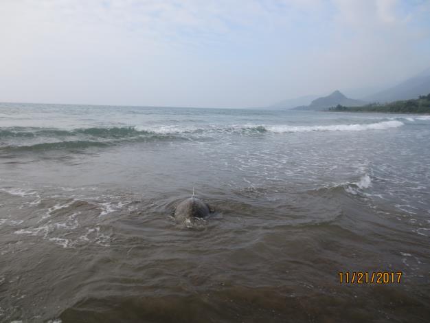 海龜游向大海