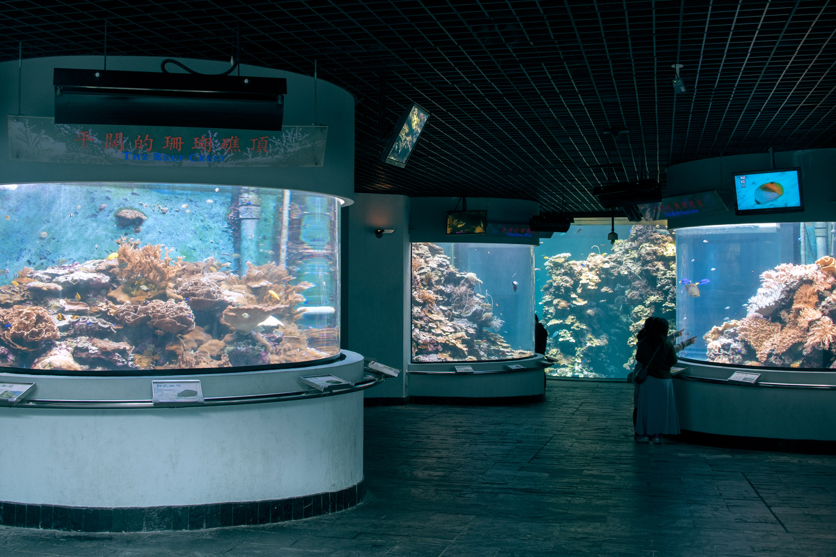 珊瑚礁預覽區