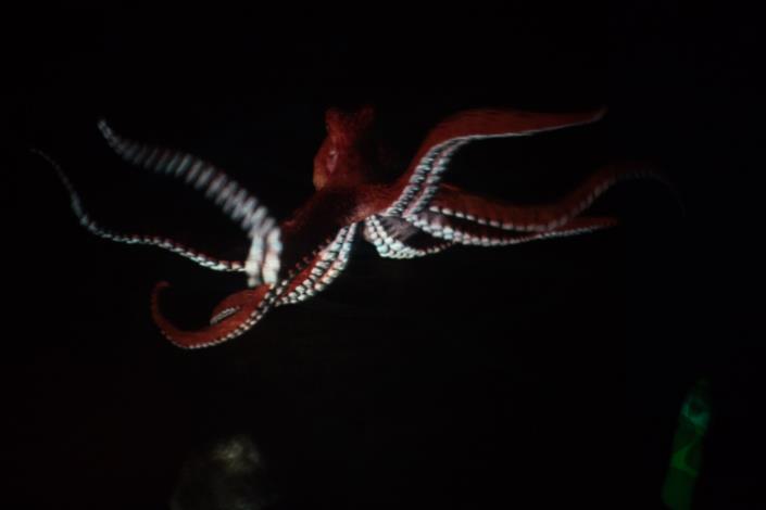 深海大章魚