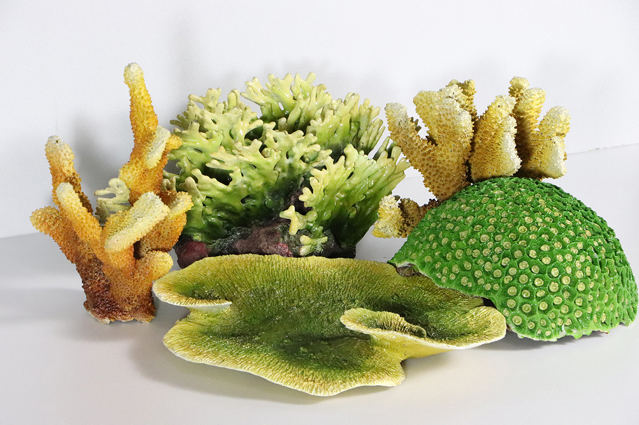 珊瑚模型