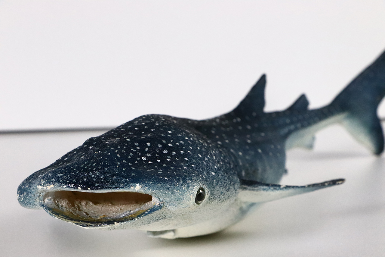 鯨鯊模型