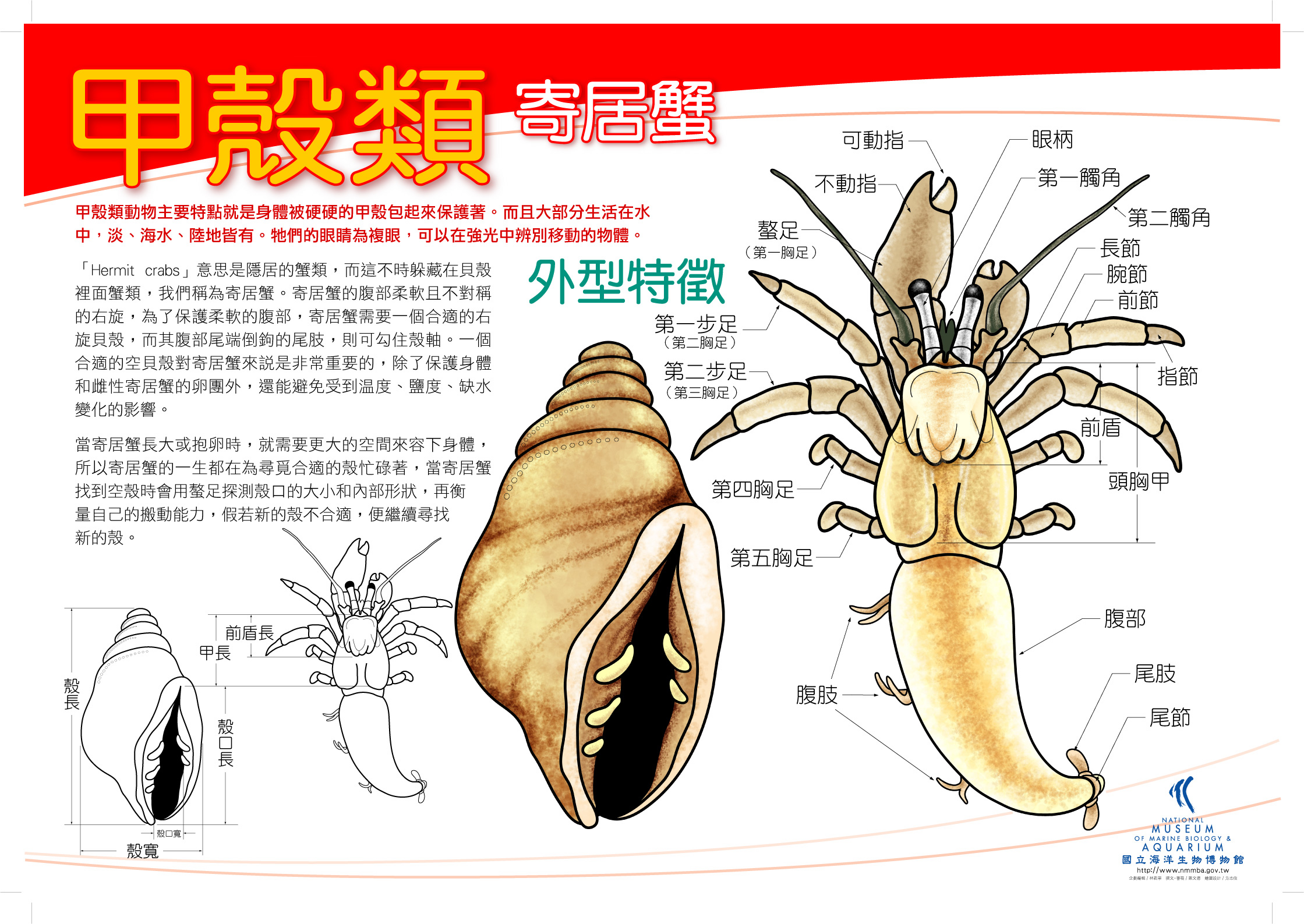 甲殼類 - 寄居蟹
