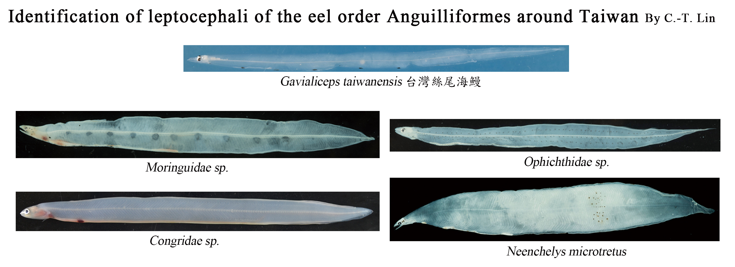Identification of leptocephali of the eel order Anguilliformes around Taiwan
