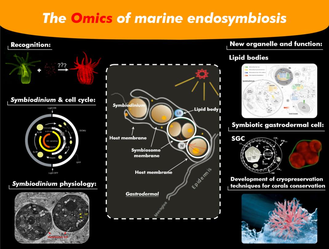 The Omics of marine endosymbiosis