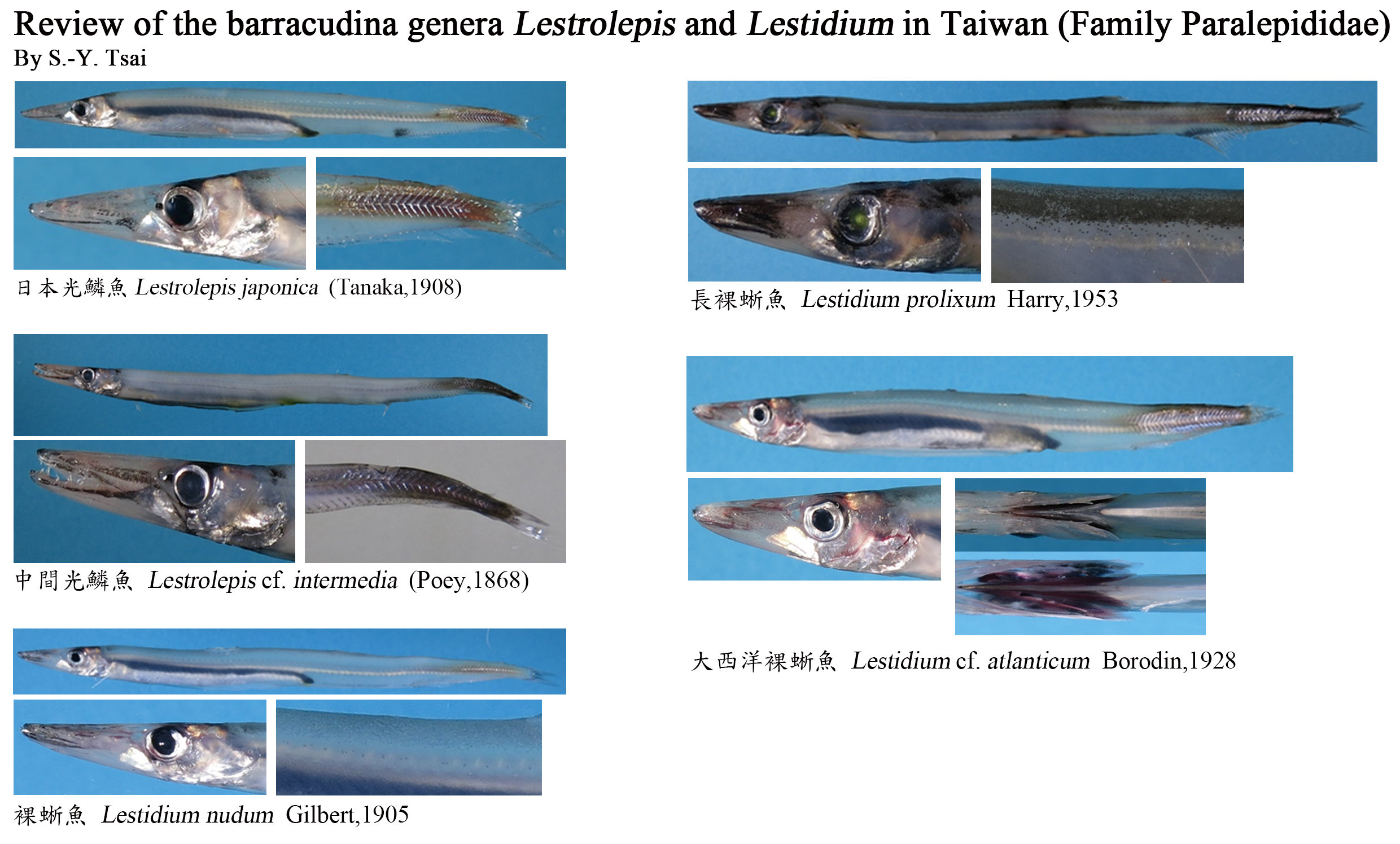 Review of the barracudina genera Lestrolepis and Lestidium in Taiwan
