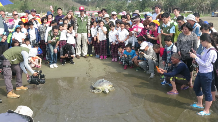 turtle releases