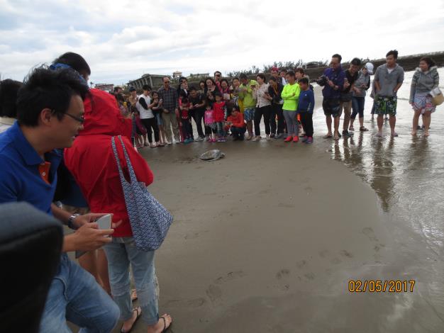 released turtle