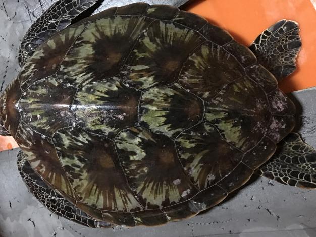 Green turtle back