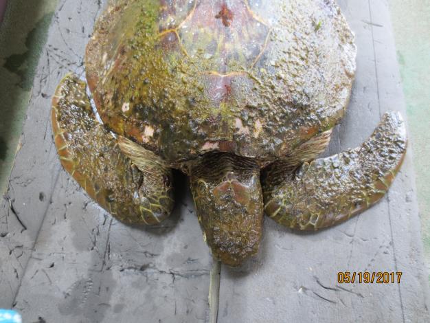 Green turtle head