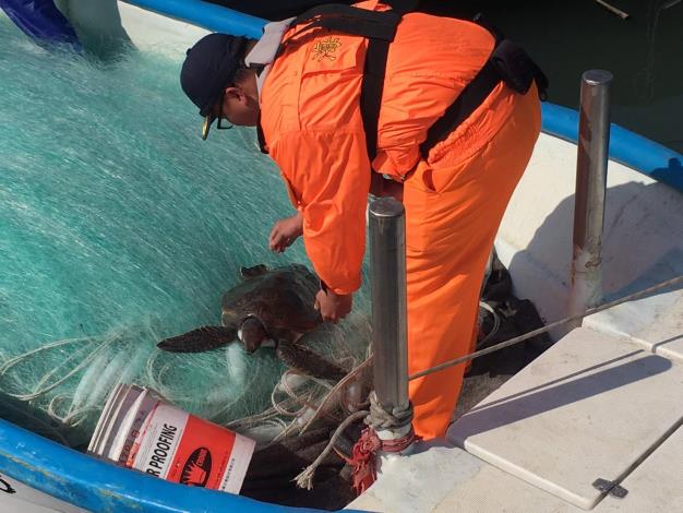Sea turtle discovered by members of coastguards