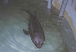 瑞氏海豚游泳
