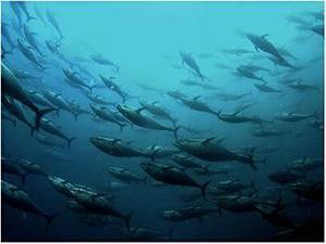 Bluefin tuna swim off of Turkey's west coast. (Photo by Aziz Saltik)
