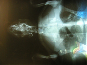 魚釣鉤之X-ray照片