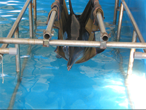初抵本館時海豚無能力游泳