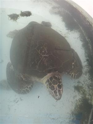 海龜現況