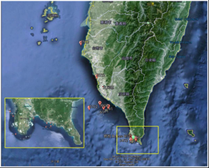 Satellite tracking of rehabilitated adult sea turtle