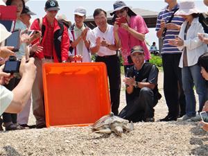 Rehabilitated green turtle released with a satellite transmitter 