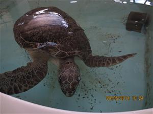 Debilitated green sea turtle