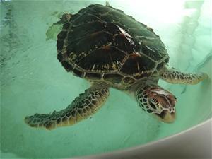 green sea turtle 